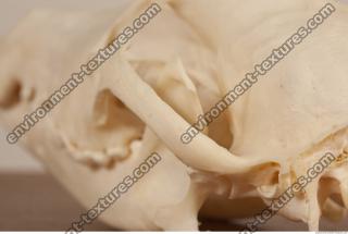 photo reference of skull 0034